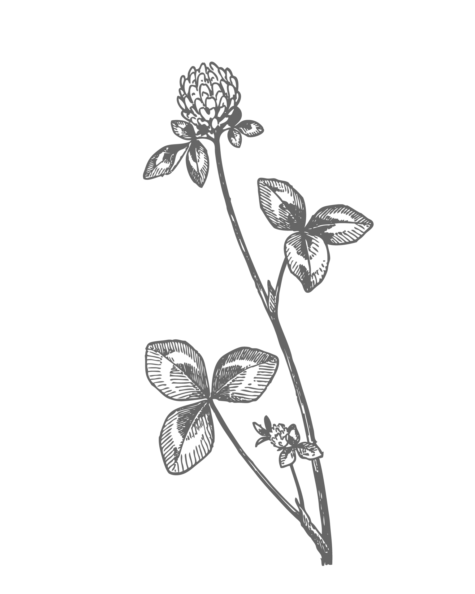 Red Clover Drawing