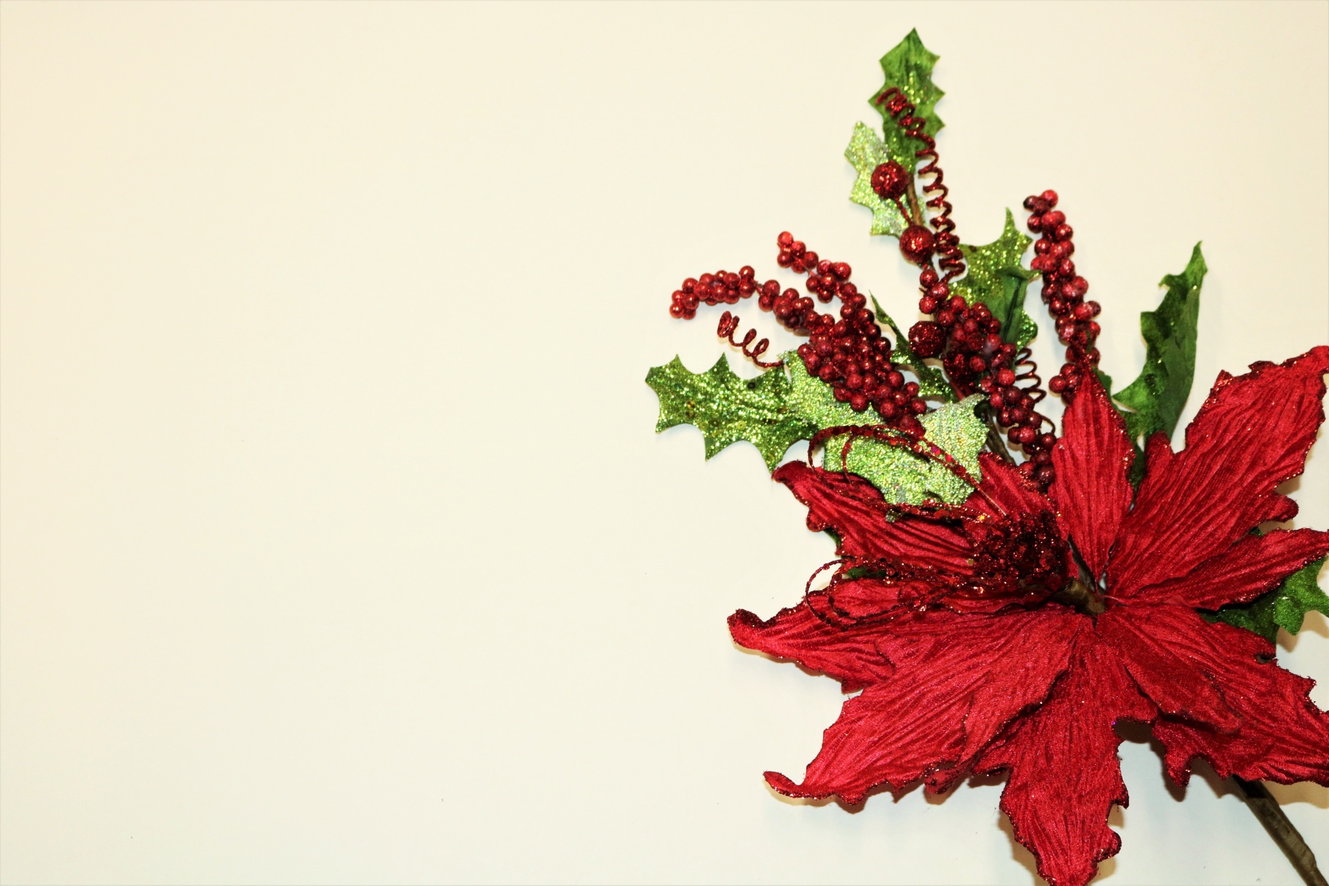 Close-up of a glittering red poinsettia flower with red berries and green leaves, isolated on a white background, with copy space.