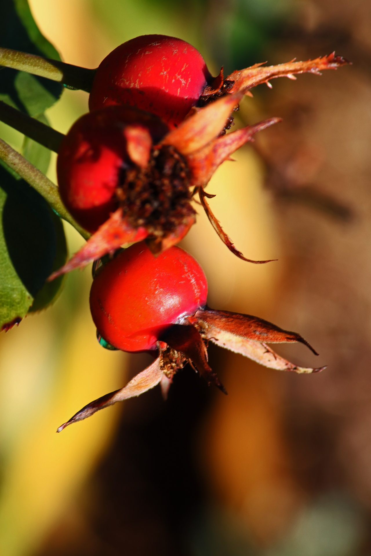 red rose hips in autumn on a rose bush in sunlight