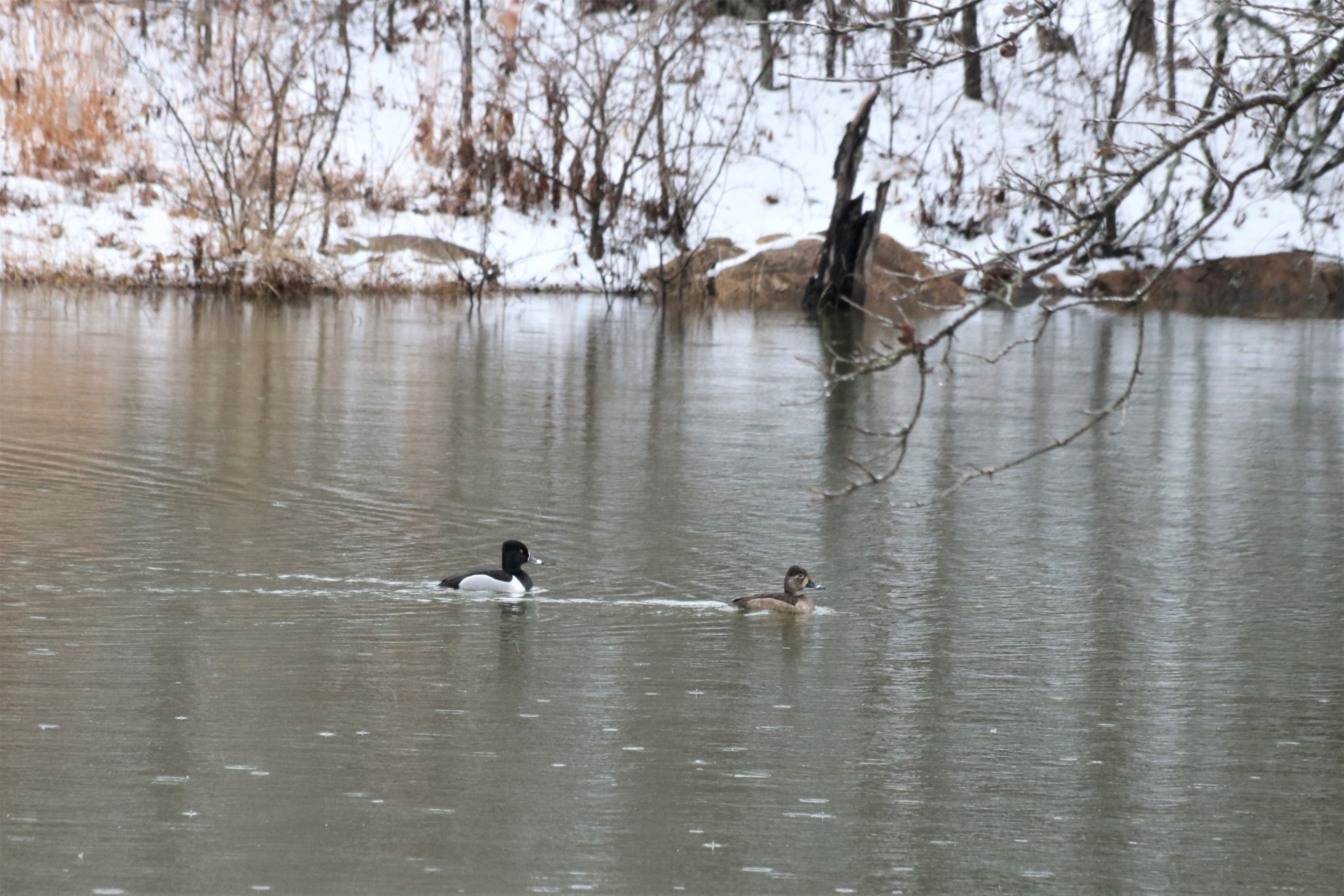 Ring-billed Ducks On Snowy Pond