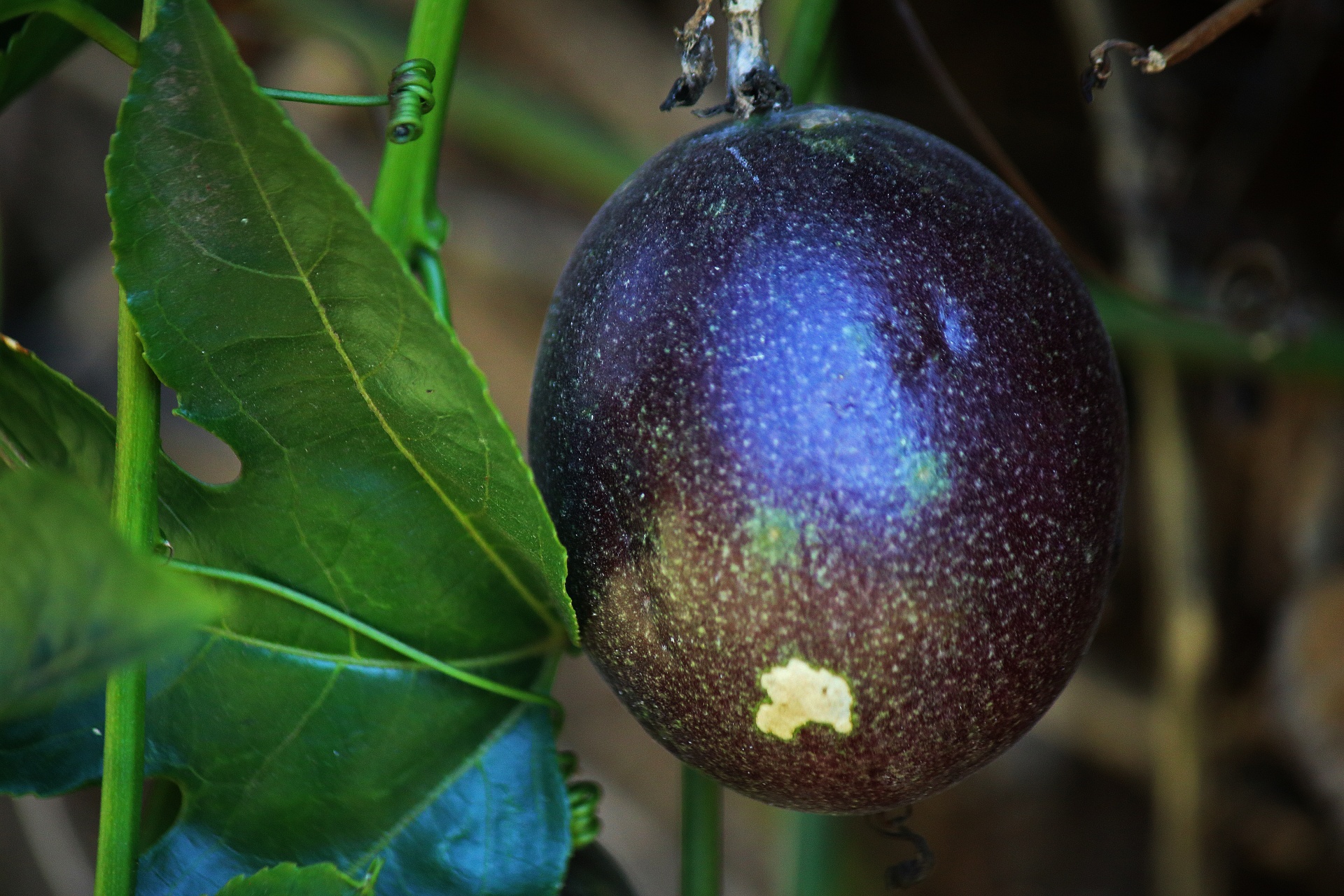 Ripening Purple Granadilla Fruit
