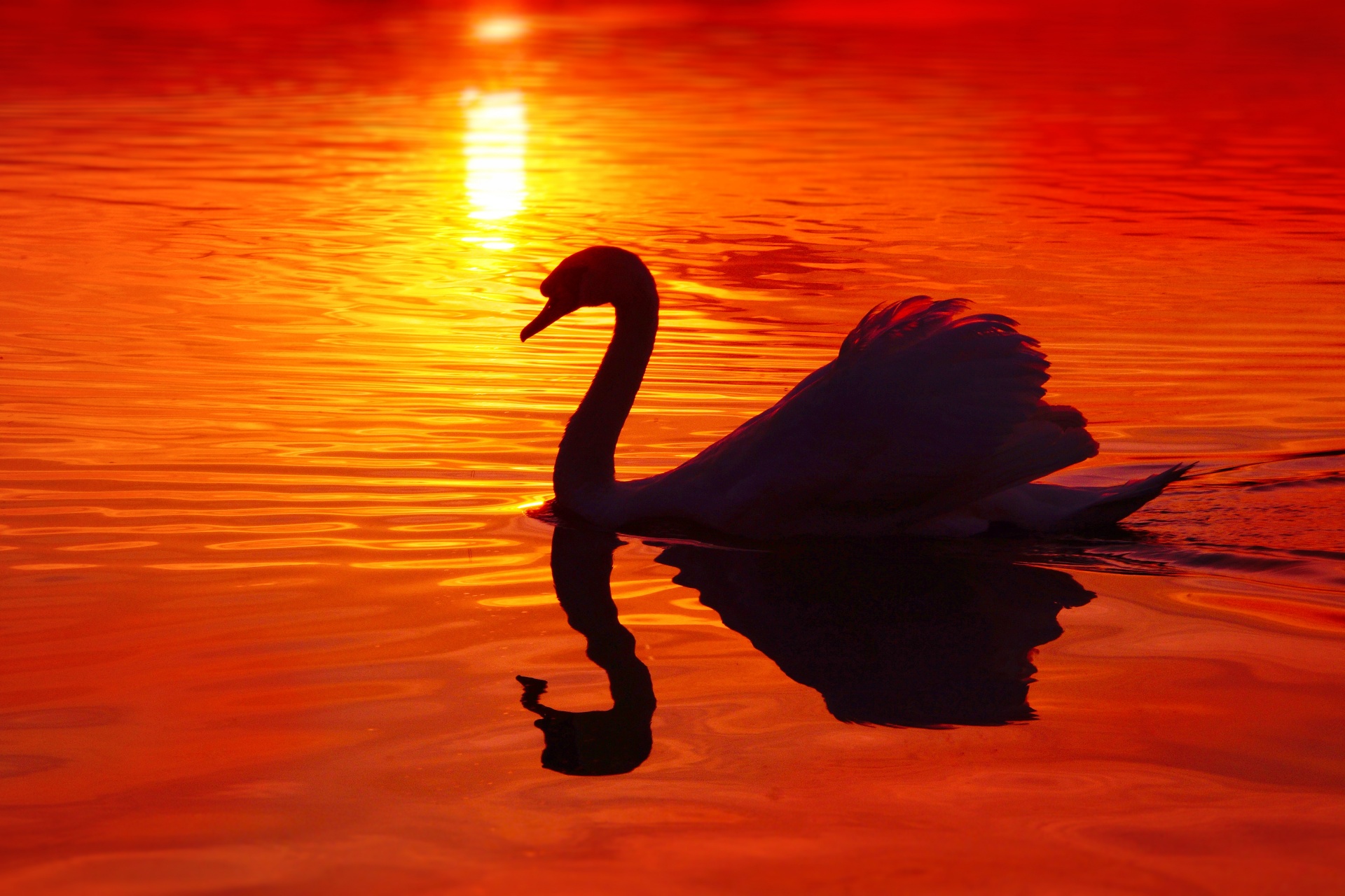 Swan sunset red water lake reflection reflection body of water sunset glow silhouette atmospheric romantic art bird nature