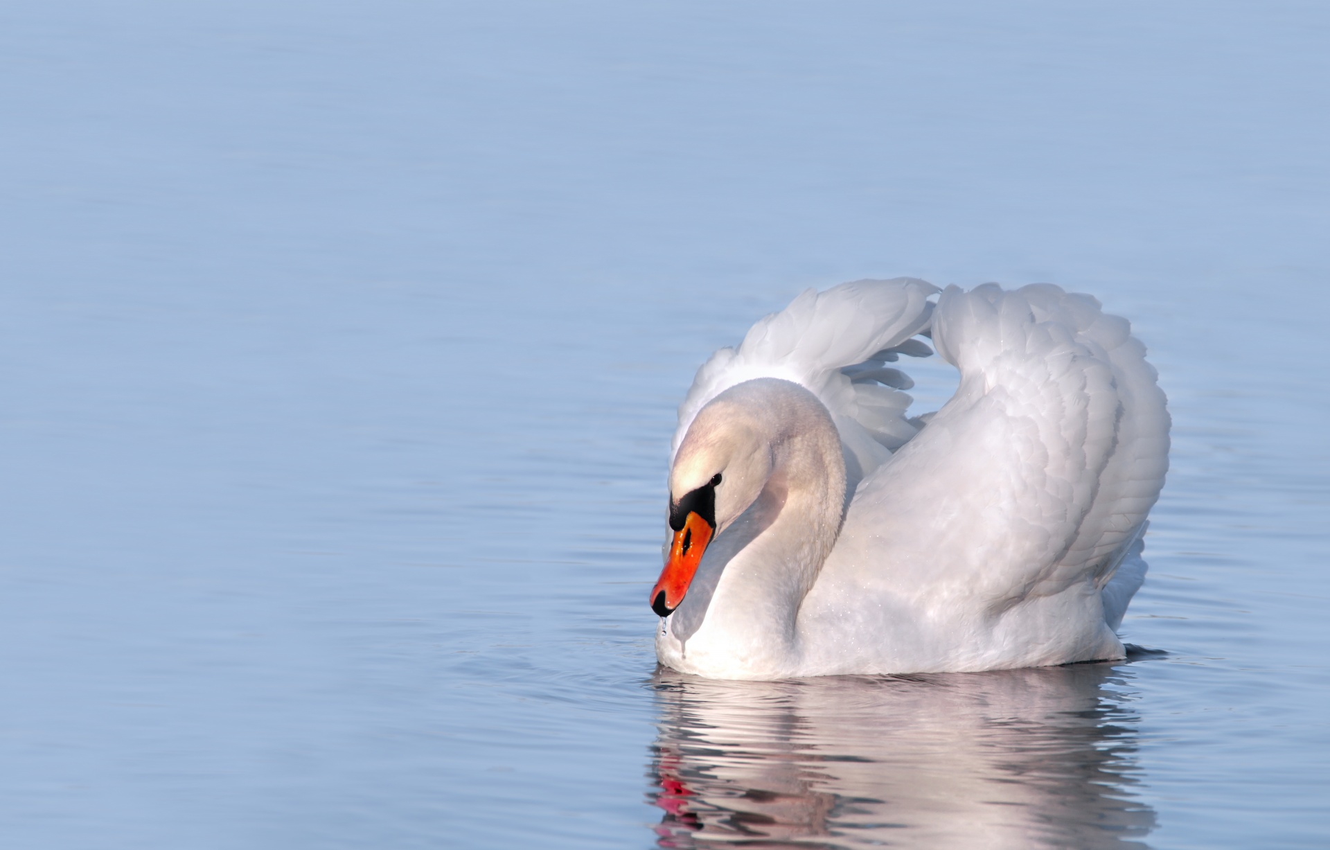 Swan Water Mirroring Birds