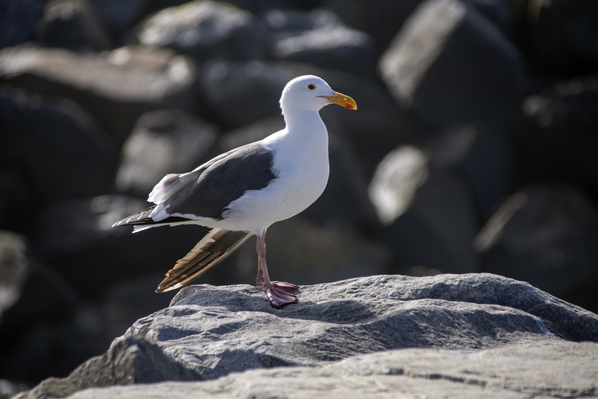 closer view of a seagull sitting on the large rocks of a breakwater in ocean