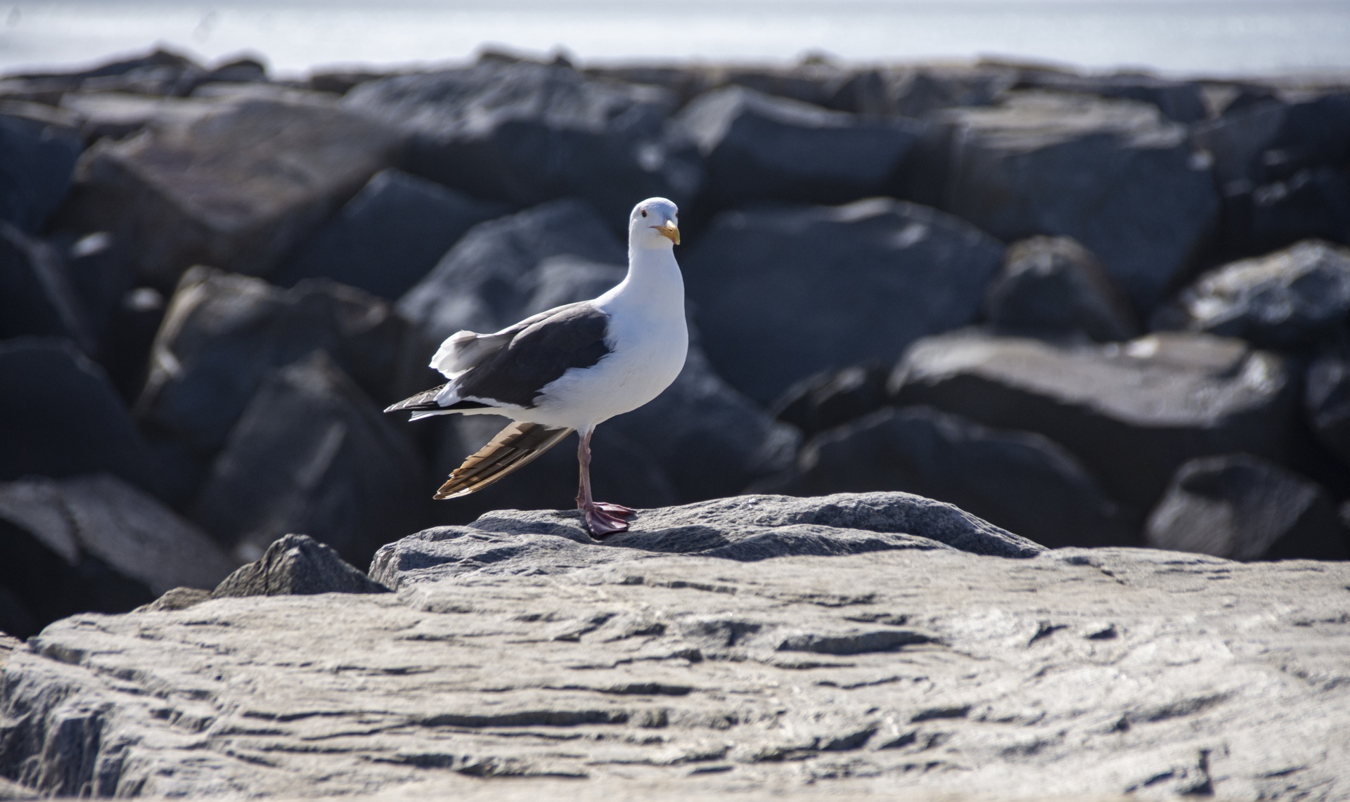 Seagull On Rocks
