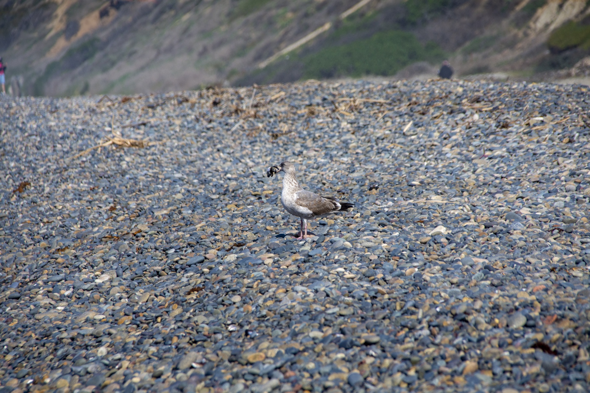 Seagull With Mussels In Its Beak