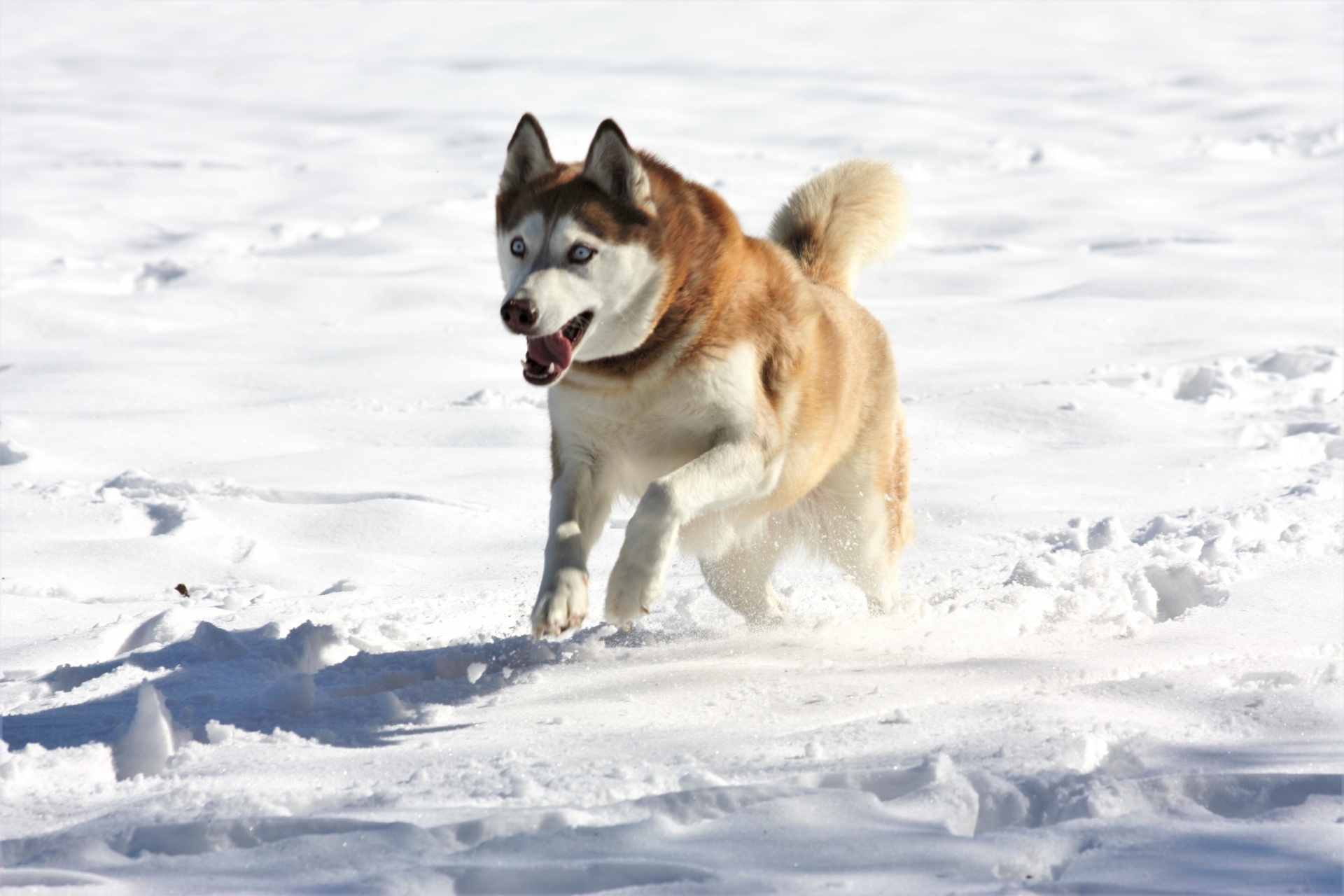 Siberian Husky Playing In Snow