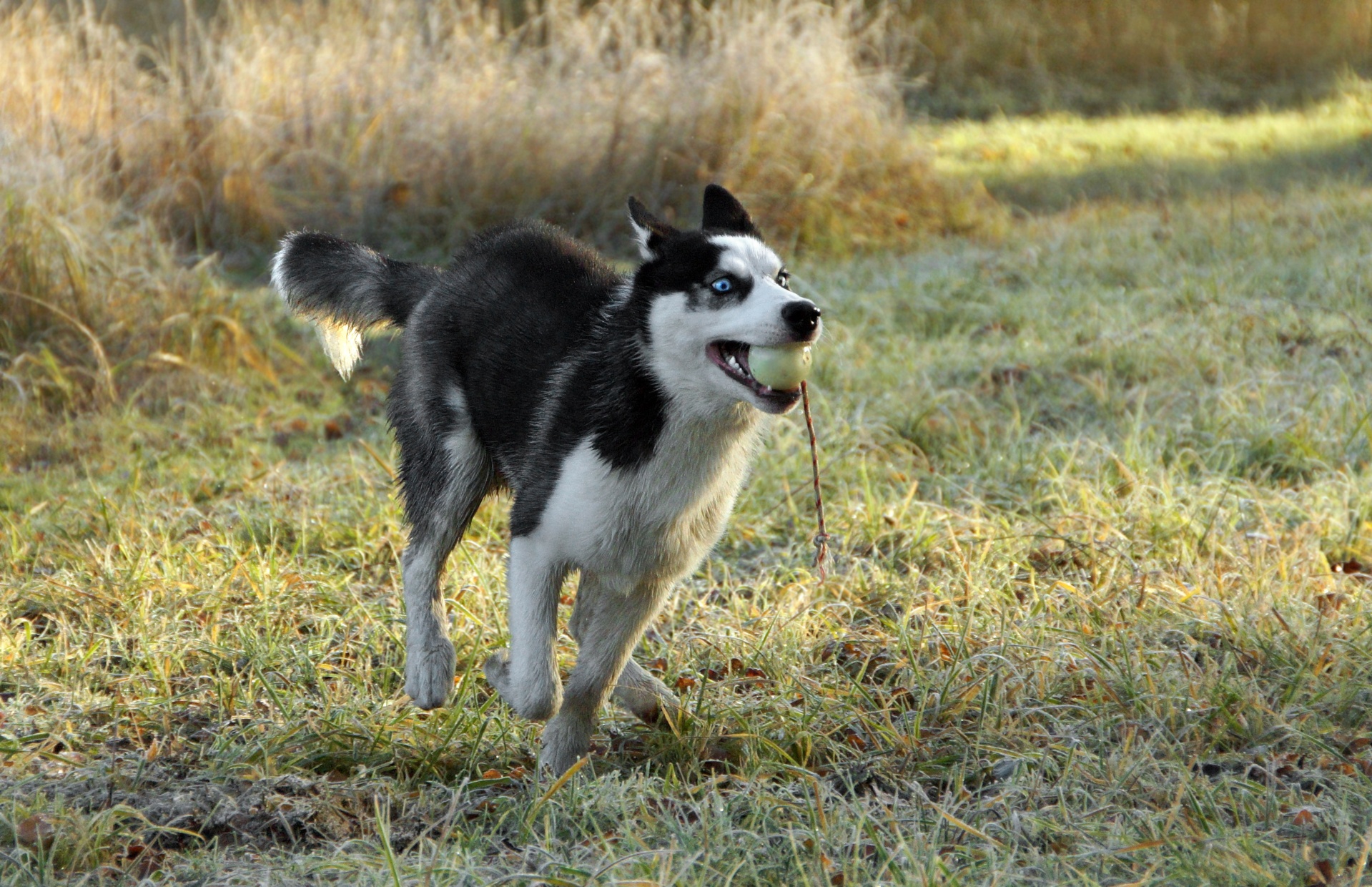Siberian Husky Malamut Dog Husky Pet Pet Animals Racing Play Run Ball Meadow Cute Energy Force Cute Fur