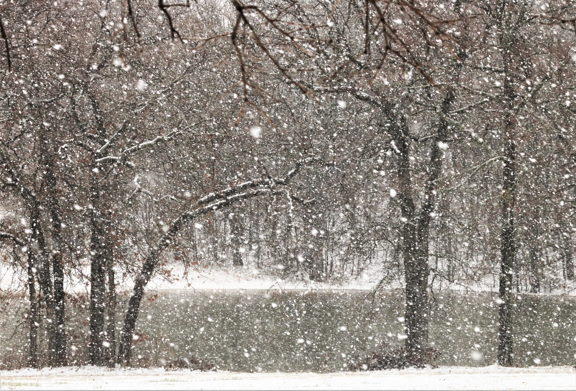 View of a small pond in the woods, through the falling snow.