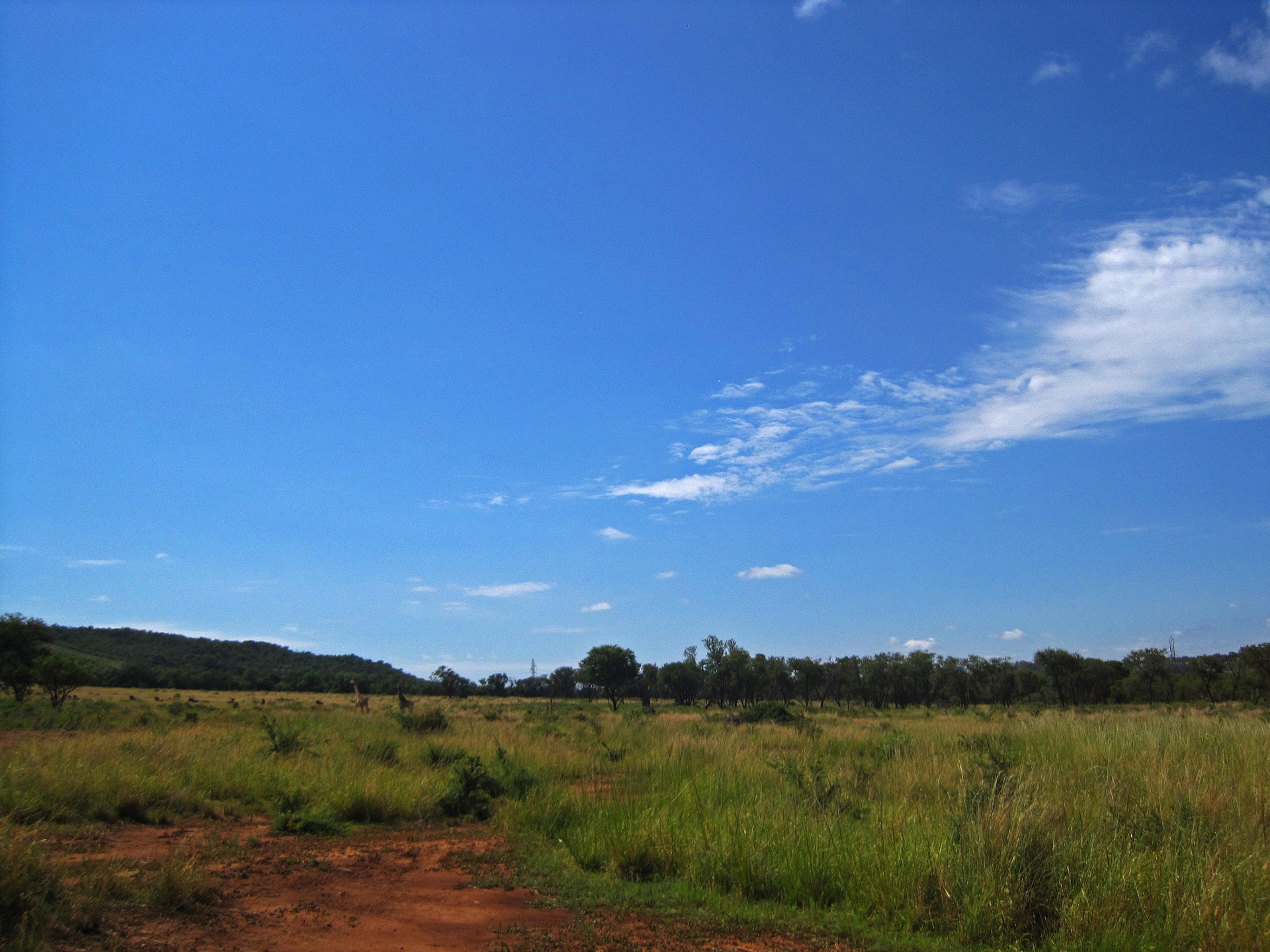 grassland with open woodland in a south african landscape