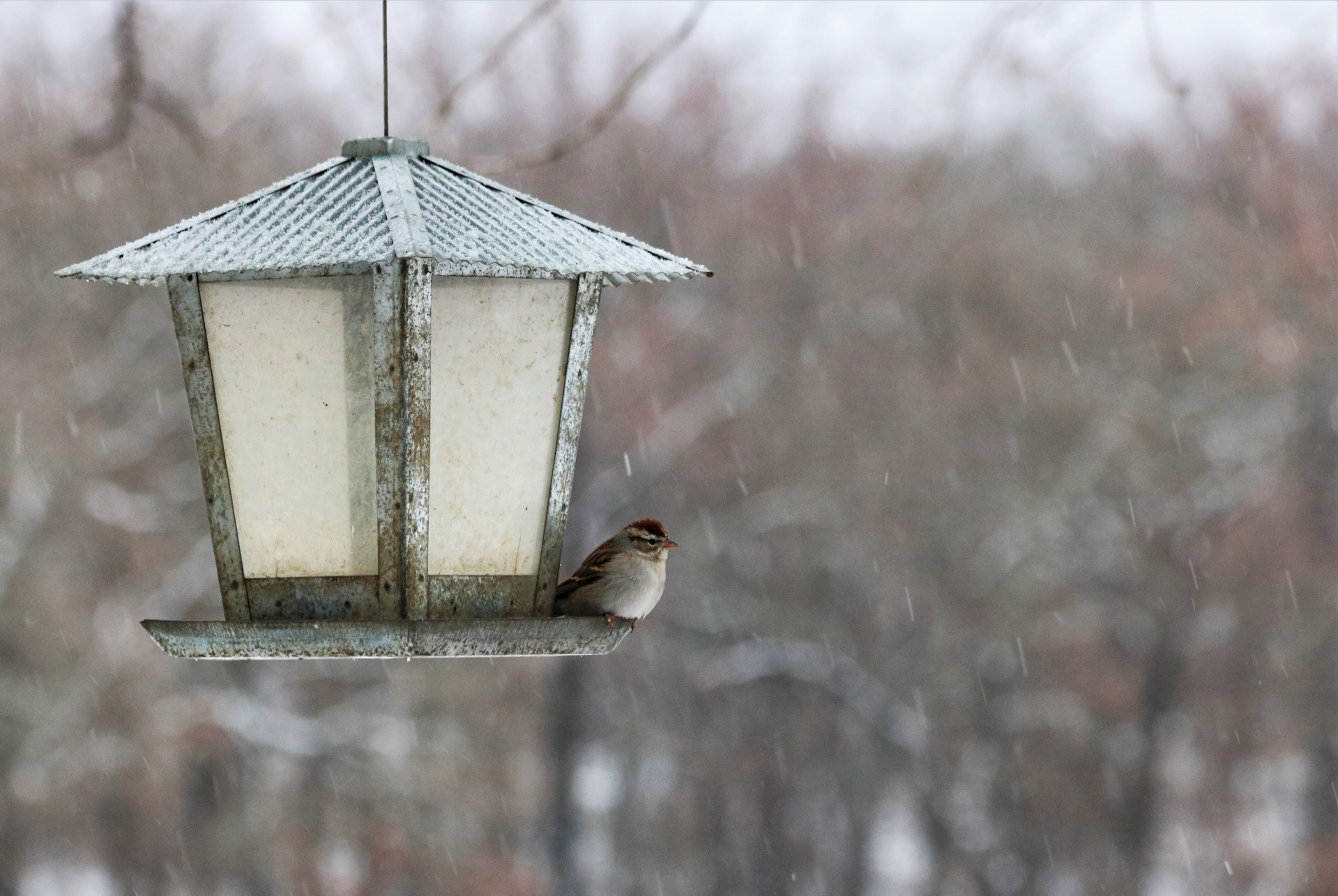 Sparrow On Bird Feeder In Snow