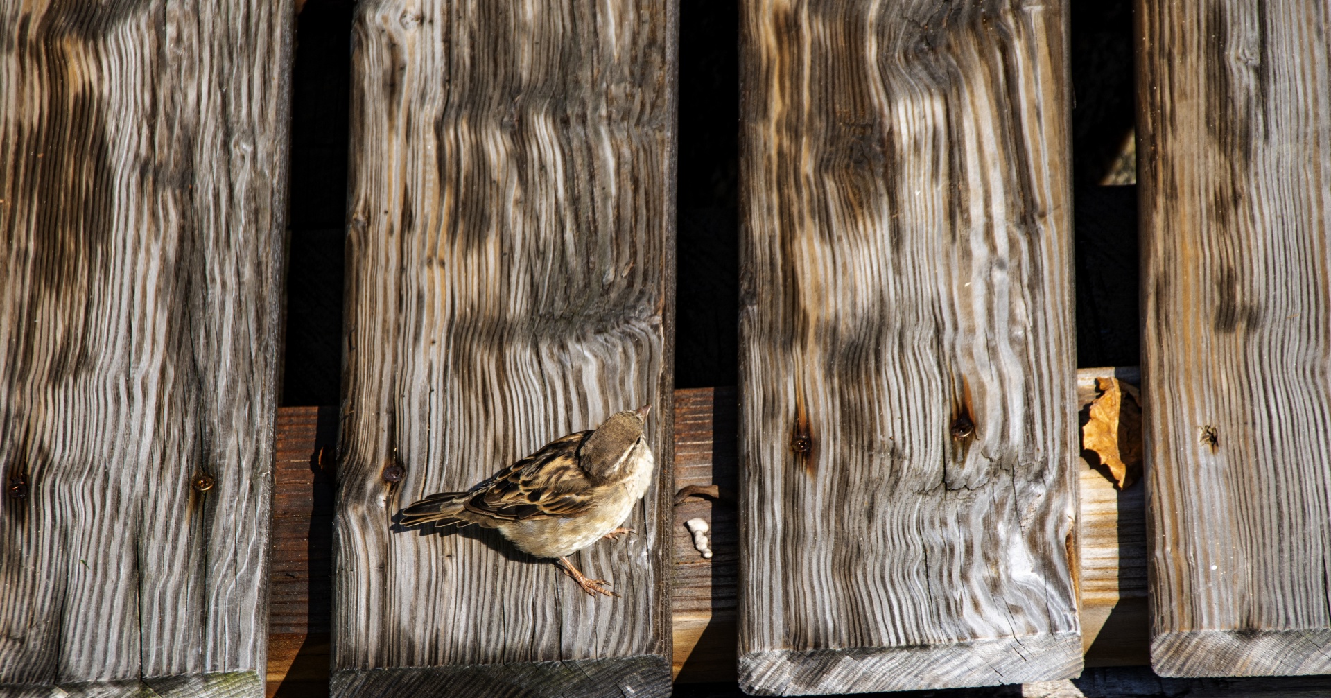 Sparrow On The Deck