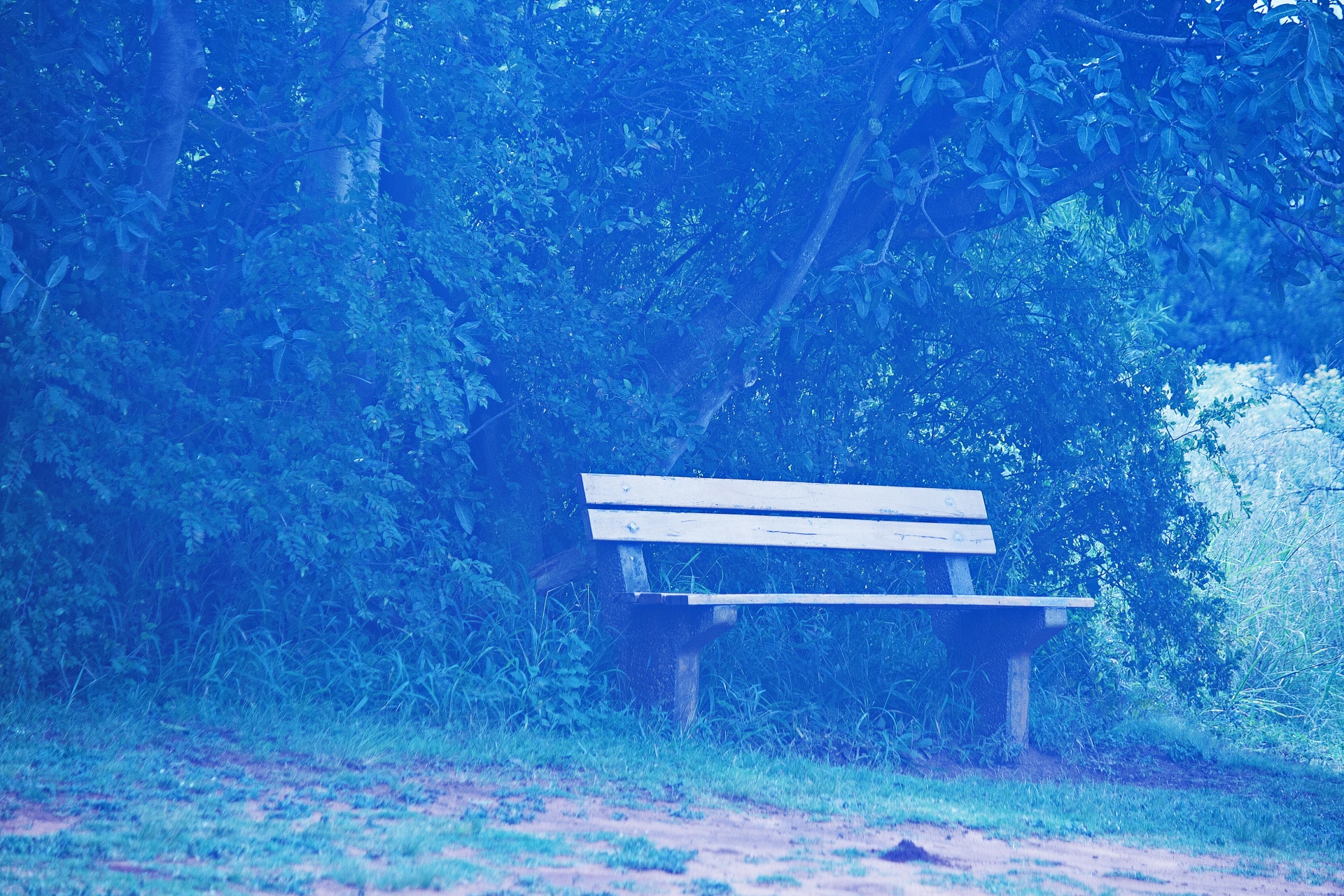 Sturdy Bench In Front Of Trees