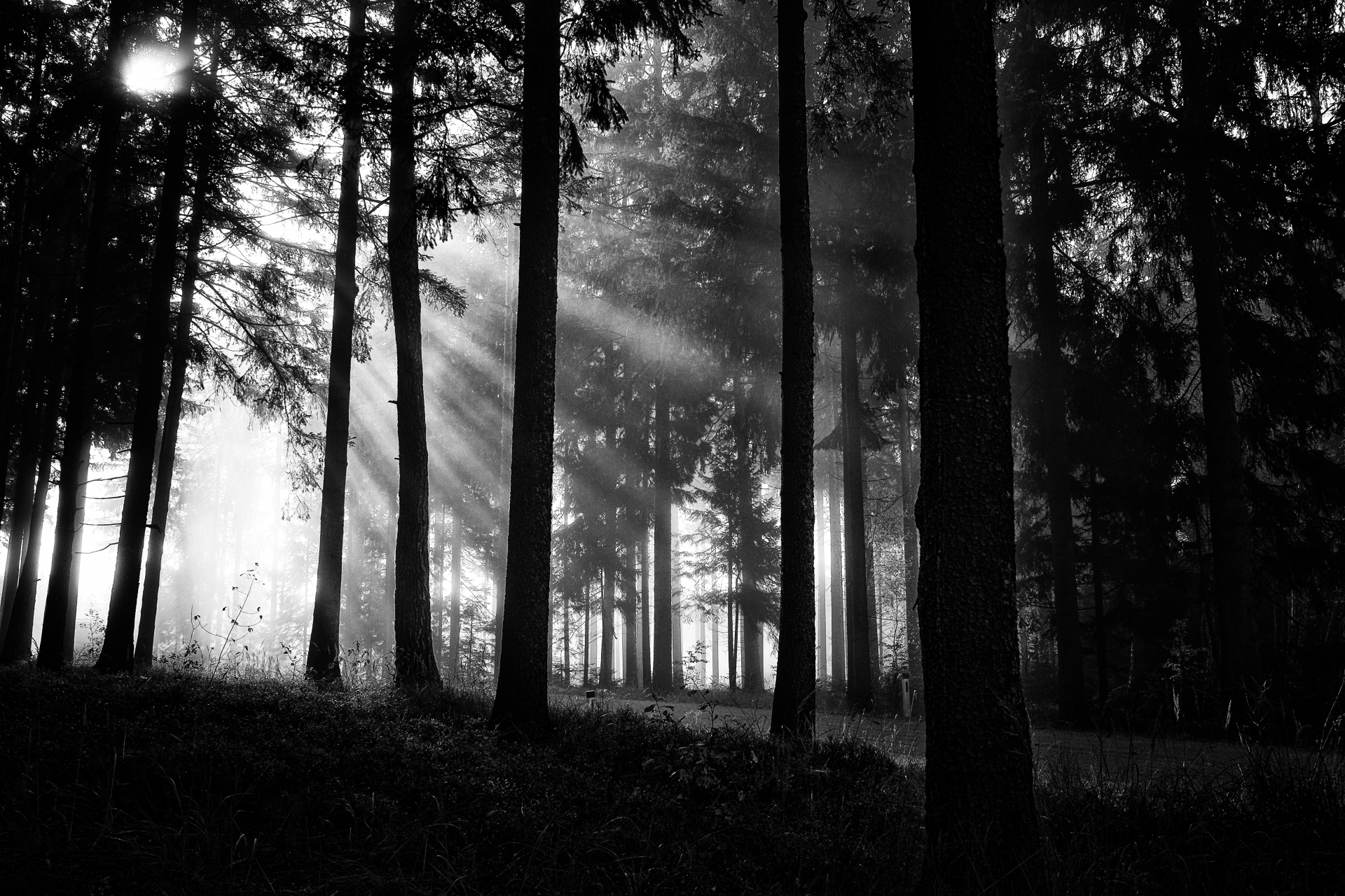 Sun Rays In The Woods