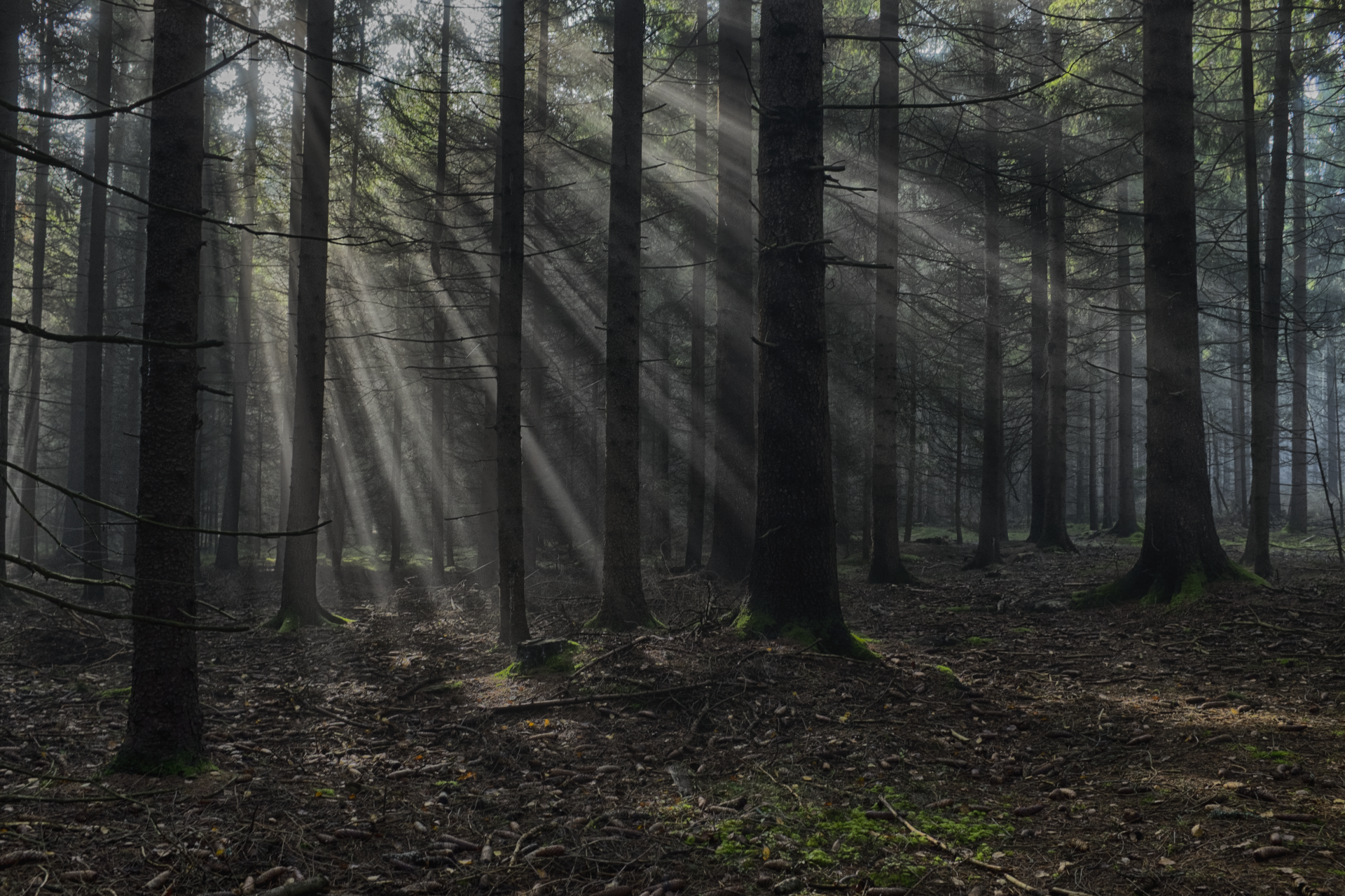 Sun Rays In The Woods IV