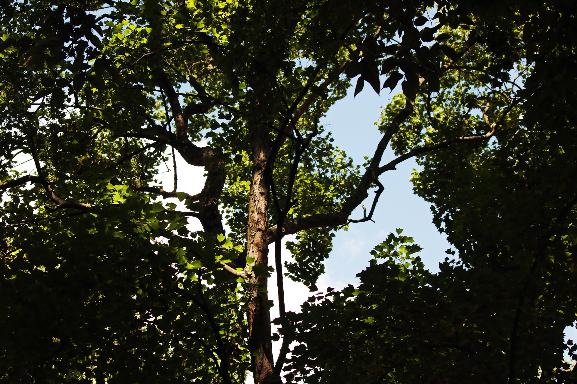 Sunlight On Foliage Of Trees