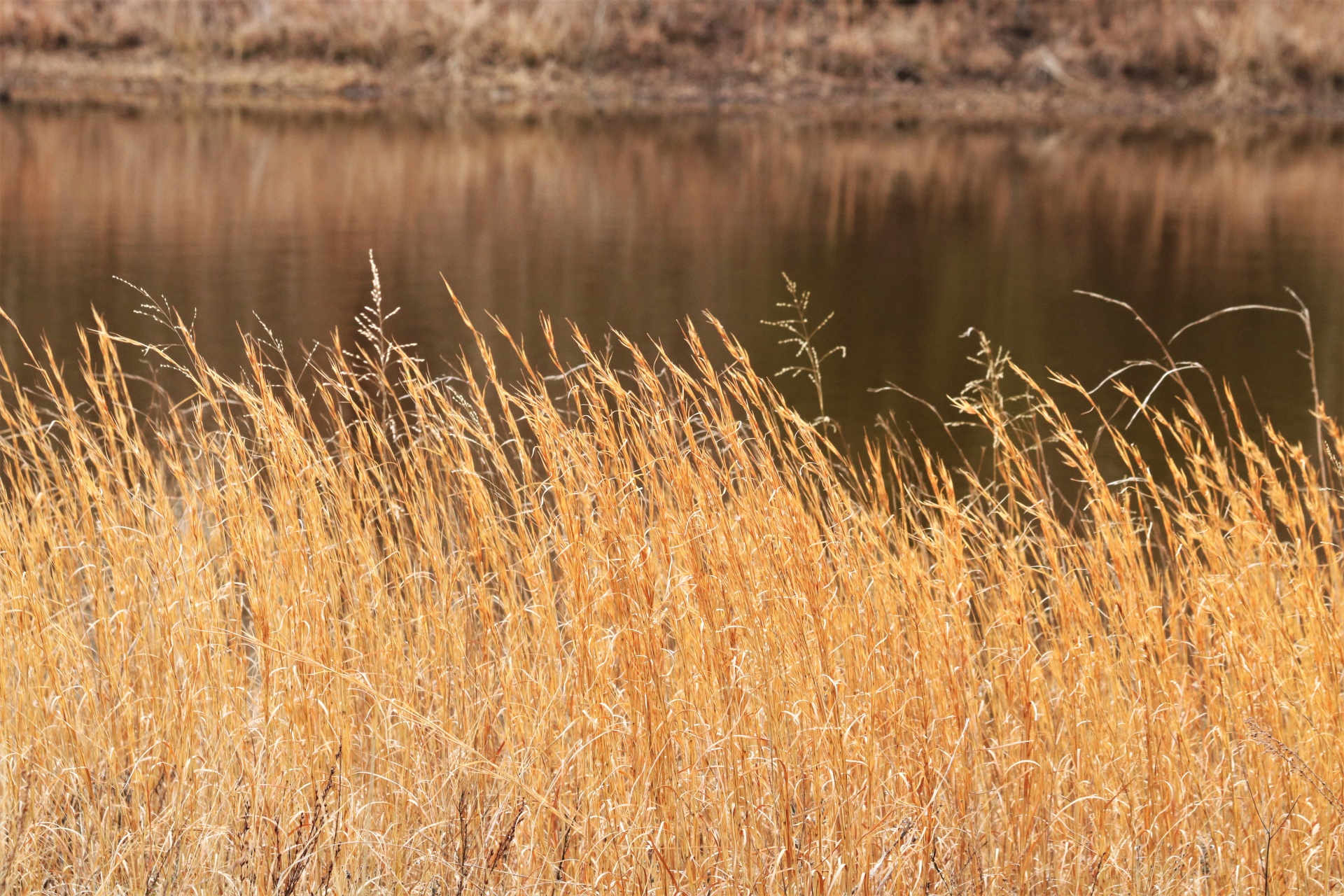 Tall Winter Prairie Grass At Pond