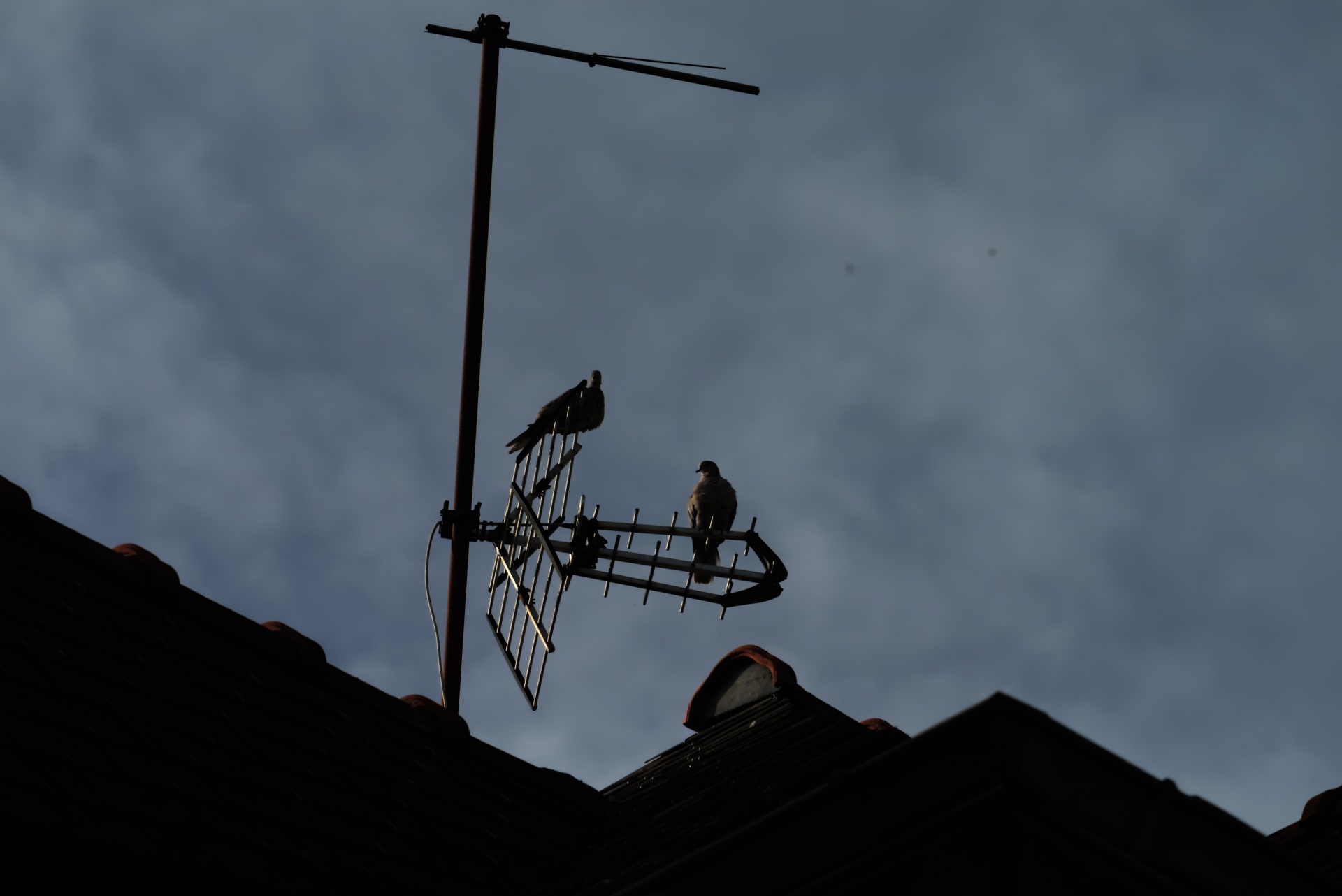 Doves And Tv Antenna