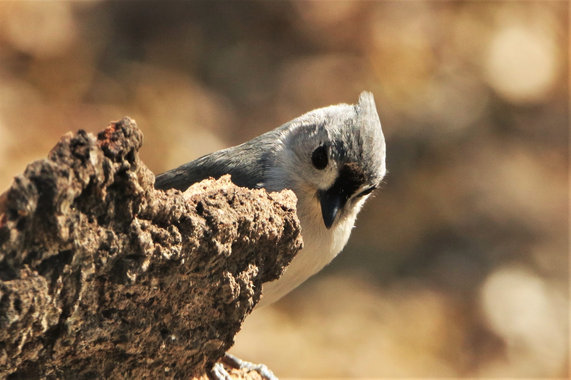 Close-up of a tufted titmouse, peeking around a tree stump, with a brown bokeh background.