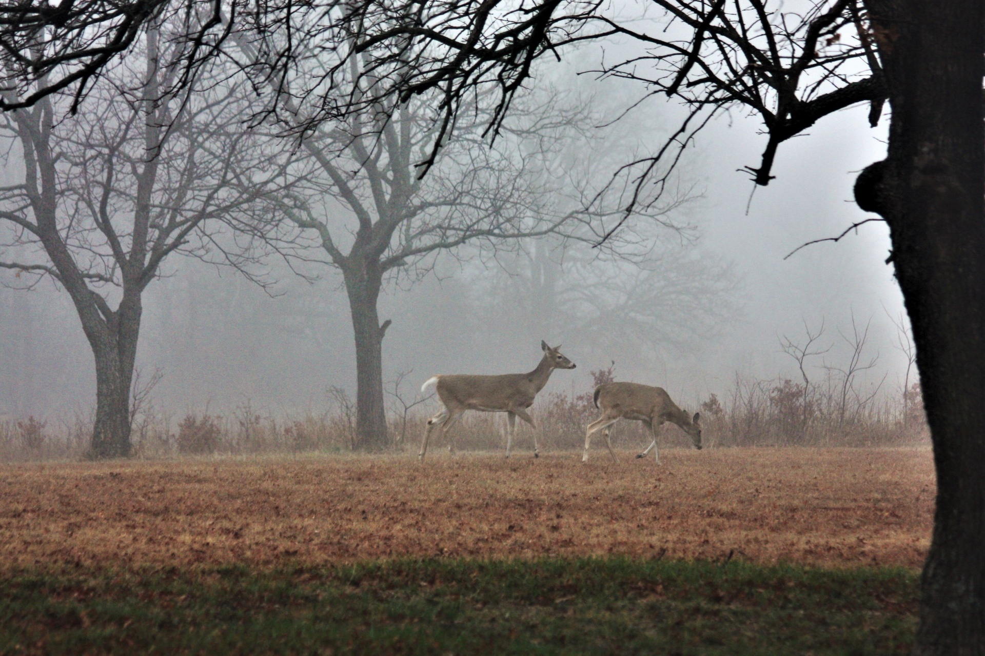 Two Deer In Morning Fog