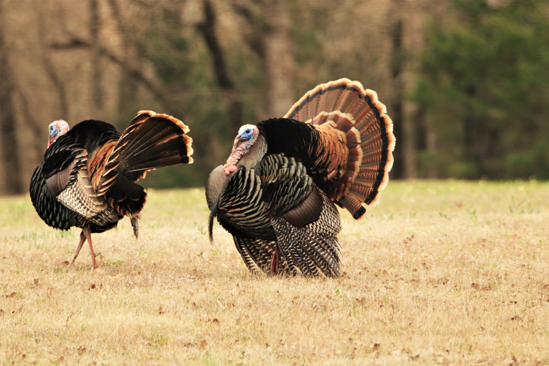 Two Tom Turkey In Field
