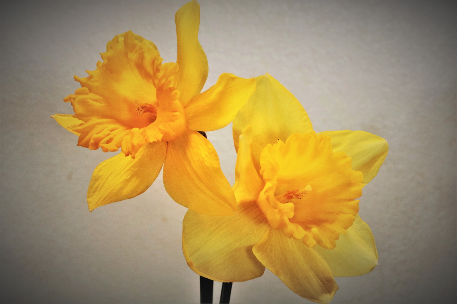 Close-up of two yellow daffodil blooms on a light gray background.