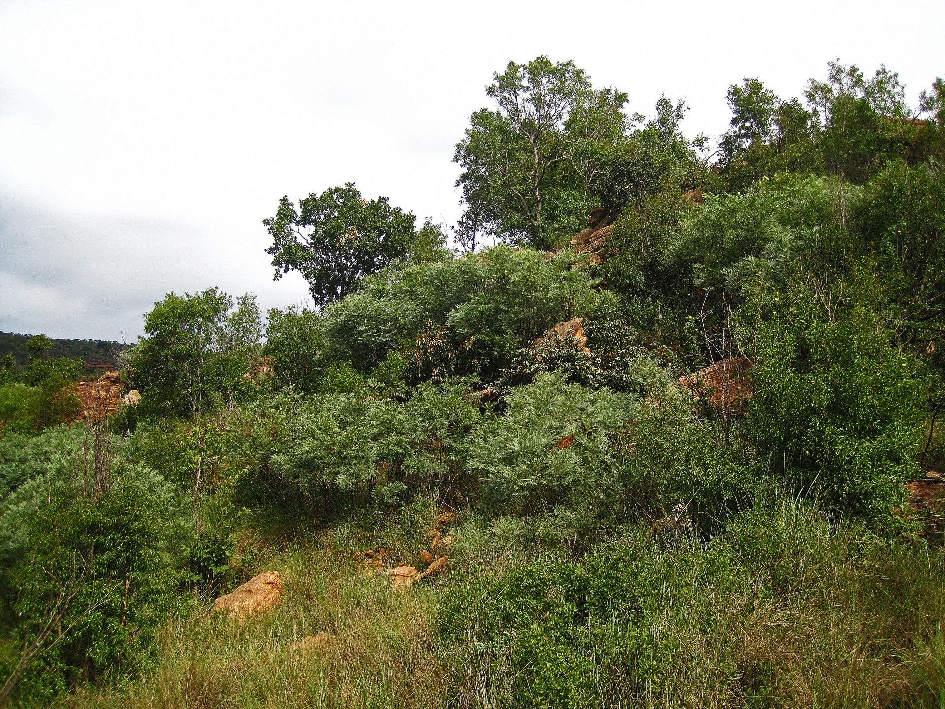 Vegetation And Grass Covered Hill