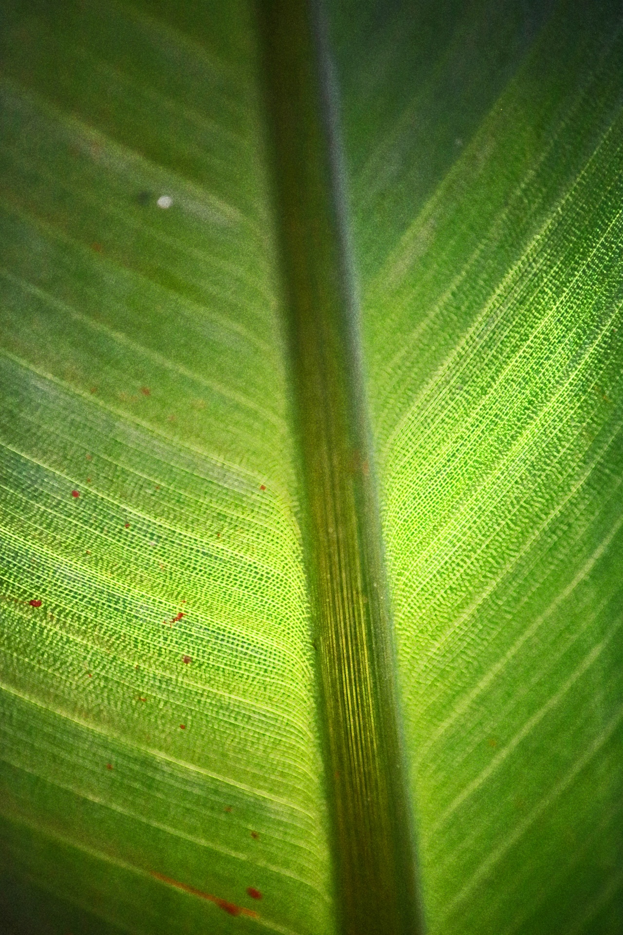 View & Texture Of Large Green Leaf