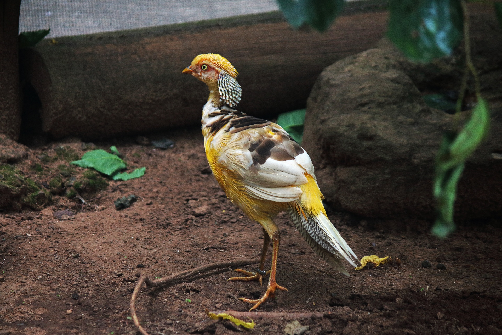 View Of Golden Pheasant From Behind