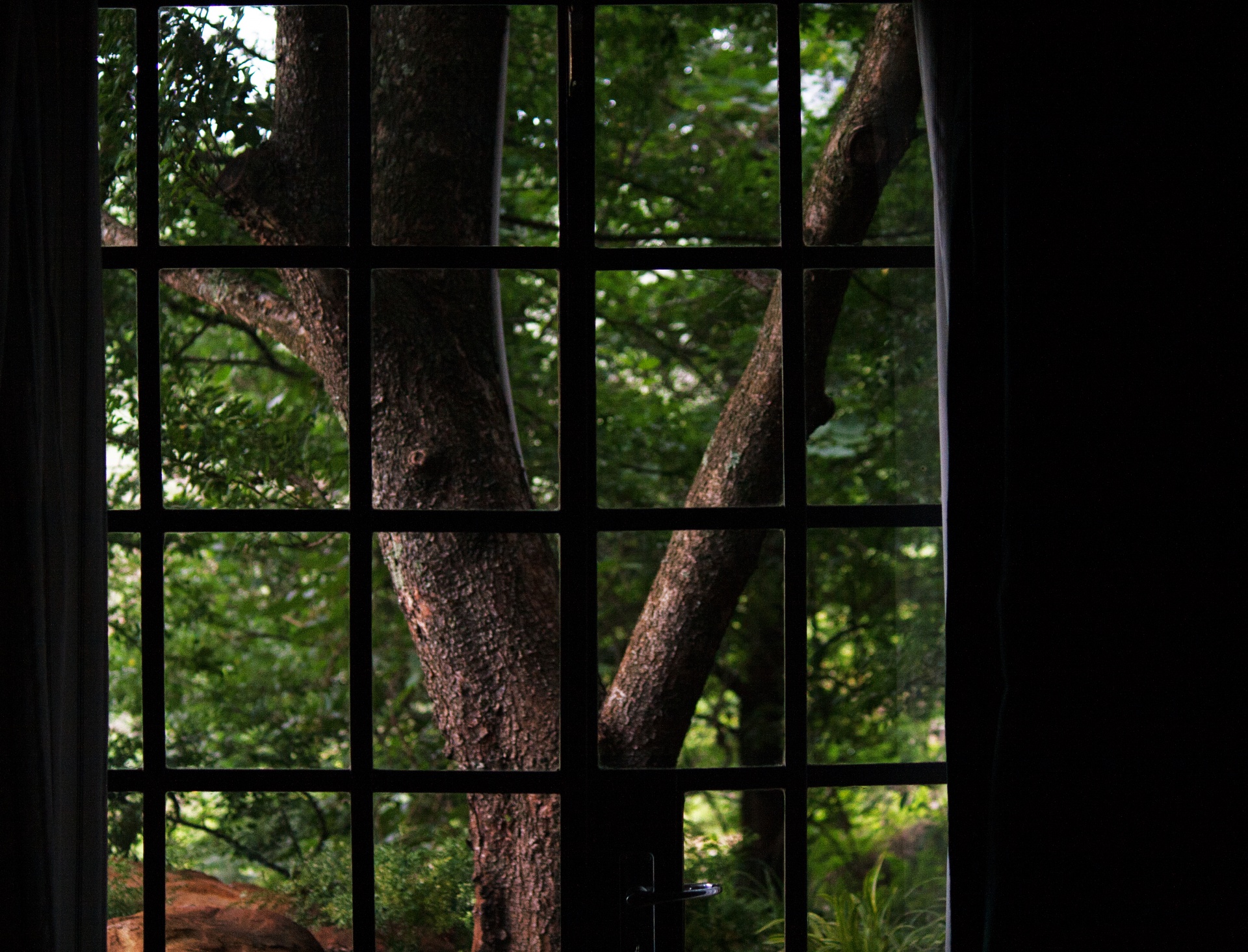 view of tree outside a window flanked by curtains