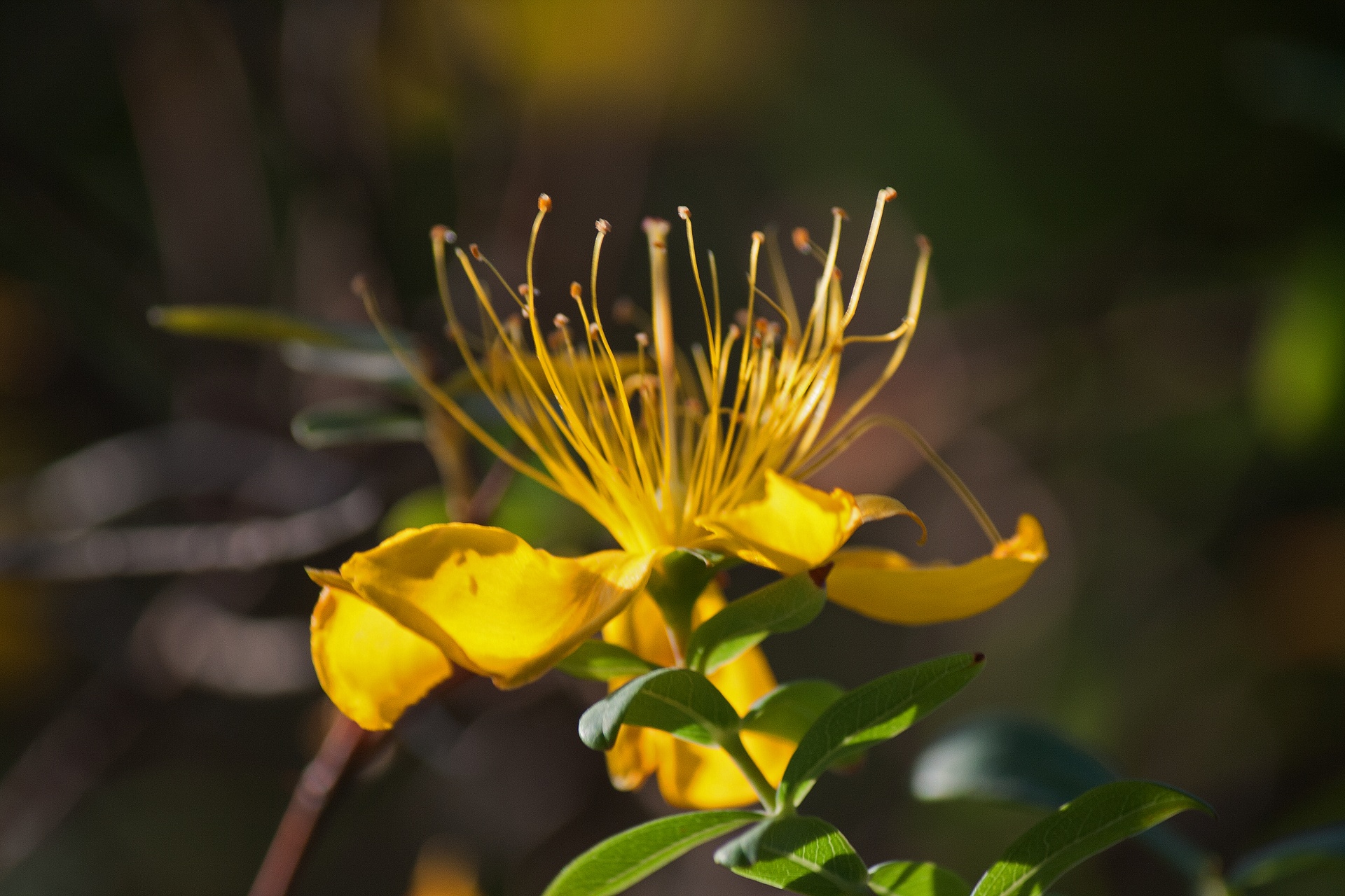 View Of Yelow Hypericum Flower