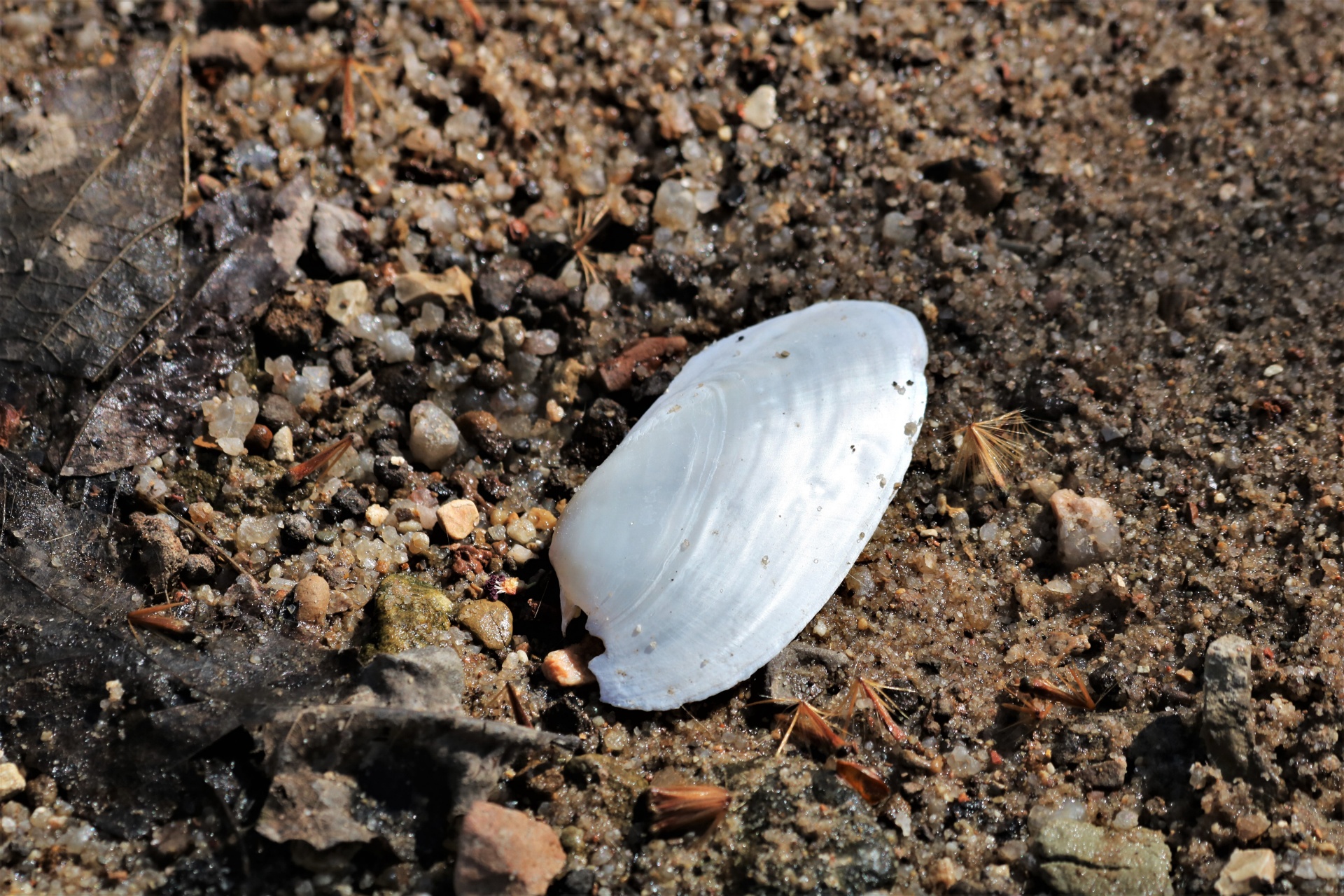 White Mussel Shell In Creek Bed