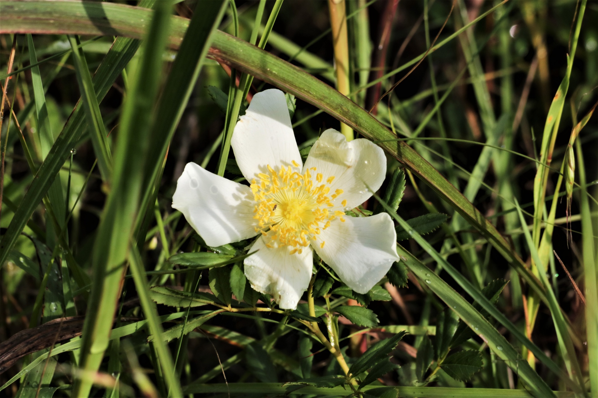 White Prairie Rose Wildflower