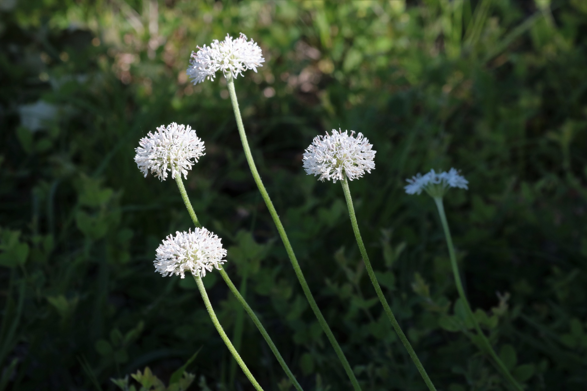 White Puffball Wildflowers In Field