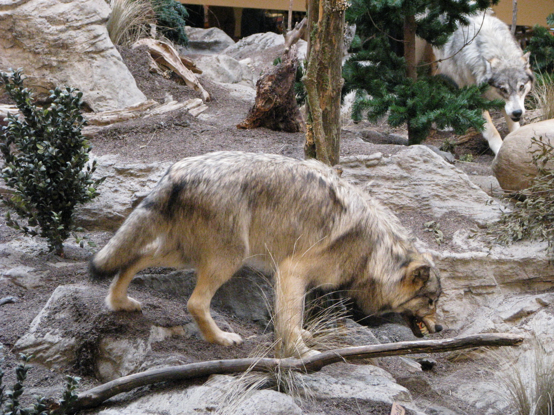 wolf taxidermy