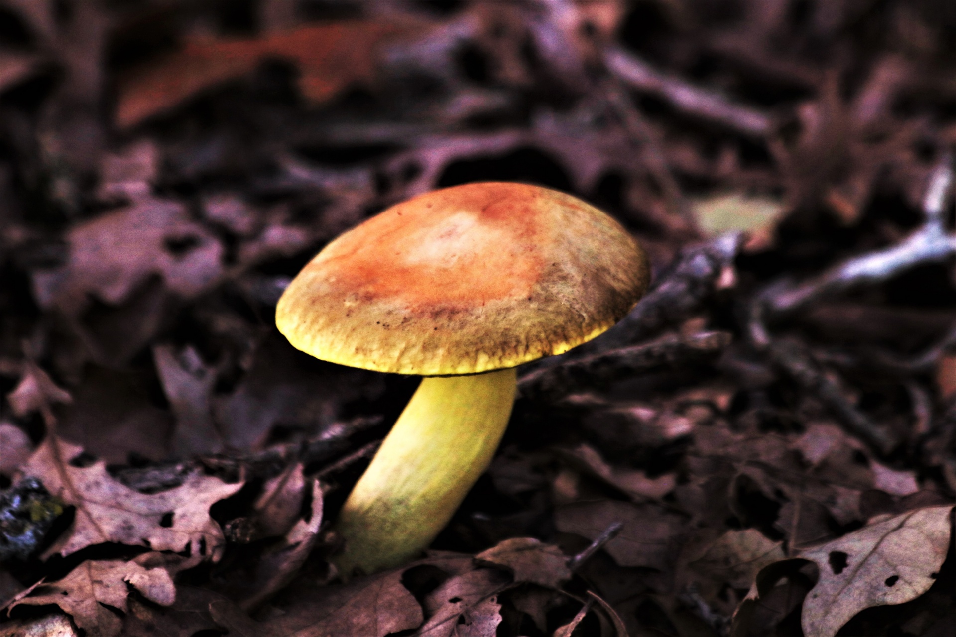 Yellow Bolete Mushroom In Fall