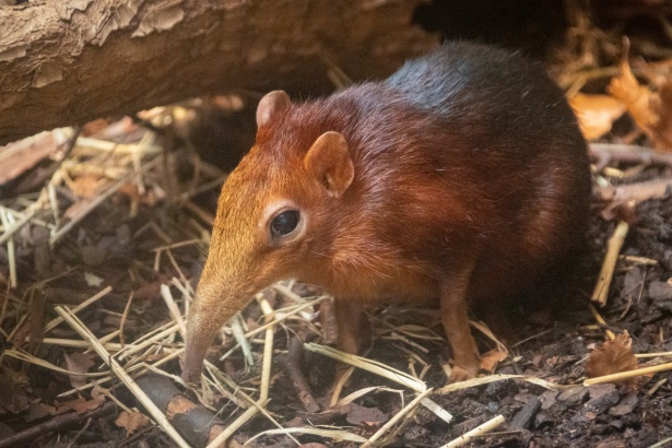 Elephant Shrew Free Stock Photo - Public Domain Pictures