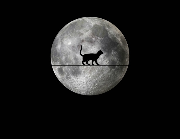Luna llena y gato negro Stock de Foto gratis - Public Domain Pictures
