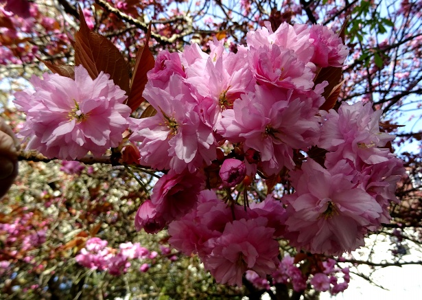 Cseresznyevirág tavaszi fa Szabad kép - Public Domain Pictures