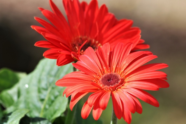 Two Orange Gerbera Daisies Close-up Free Stock Photo - Public Domain ...