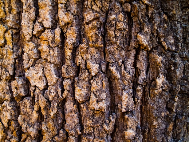 Vân gỗ trên cây mang lại sự ấm áp và tự nhiên cho không gian. Hình ảnh này sẽ khiến bạn cảm nhận được sự mềm mại và độc đáo của vân gỗ trên cây.