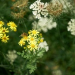 Bee Gathering Flowers