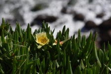 Aptenia Cordifolia Ice Plant Flower