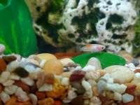 Baby Mickey Mouse Platy