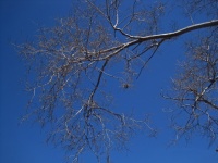 Bare Dormant Grey Winter Branches