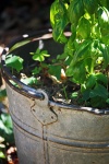 Basil Plant In A Metal Bucket