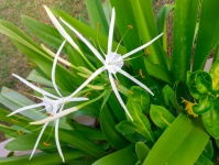 Beach Spider Lily