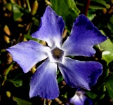 Beautiful Lilac Purple Flower