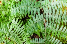 Beautyful Ferns Leaves Green