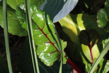Beet And Other Vegetable Leaves